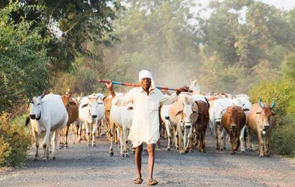 Cattlemen will get 50 percent subsidy on straw, increase in grant on animal feed