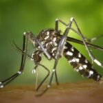dengue news