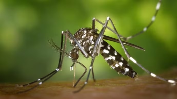 dengue news