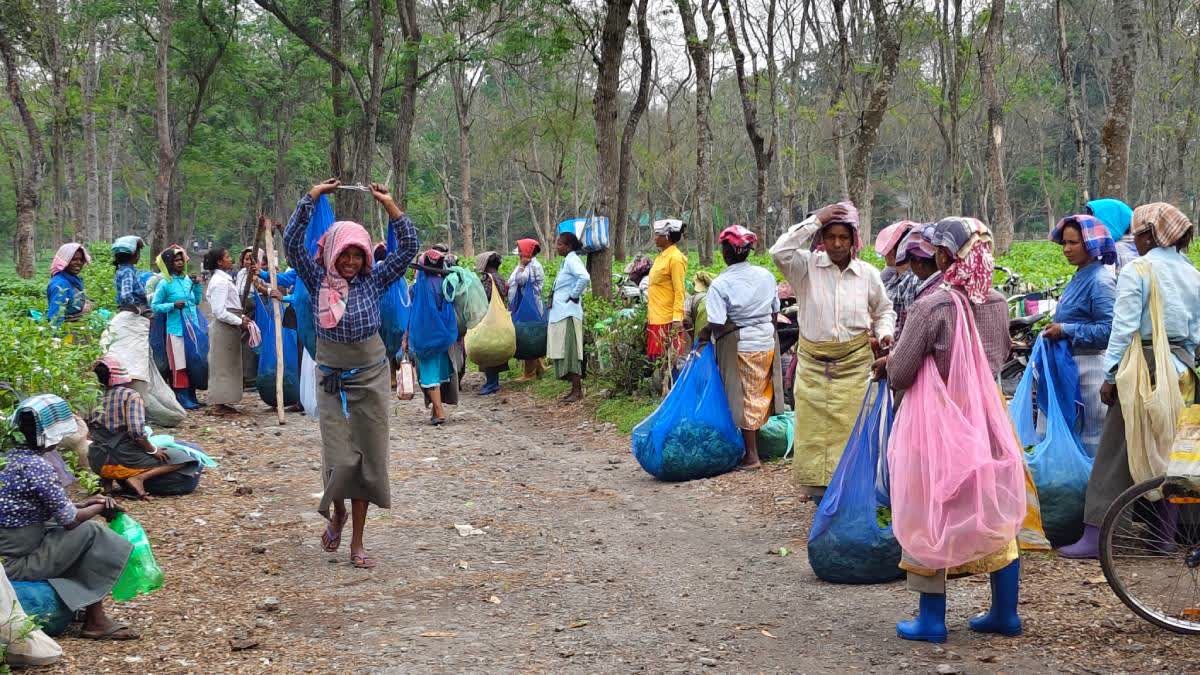 उत्तरी बंगाल के बंद चाय बागानों के श्रमिकों को मिलेगा FAWLI योजना का लाभ