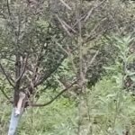 मोरी में सेब बागवान परेशान, उद्यान केंद्रों पर कॉपर दवा न मिलने से बाजार से खरीदनी पड़ रही है महंगी दवा