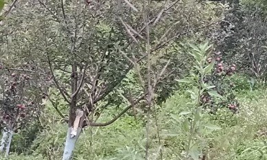 मोरी में सेब बागवान परेशान, उद्यान केंद्रों पर कॉपर दवा न मिलने से बाजार से खरीदनी पड़ रही है महंगी दवा