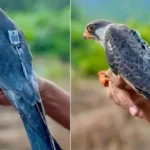 अंतरराष्ट्रीय उड़ान पूरी कर मणिपुर पहुंचे अमूर फाल्कन 'अपापांग' और 'अलांग'