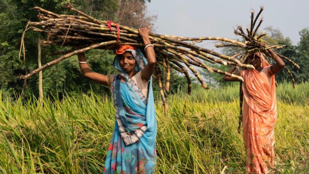 गन्ने के किसानों की मांगों की जांच के लिए रमेश चंद की अध्यक्षता में समिति गठित