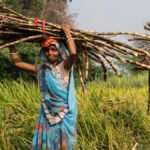 गन्ने के किसानों की मांगों की जांच के लिए रमेश चंद की अध्यक्षता में समिति गठित