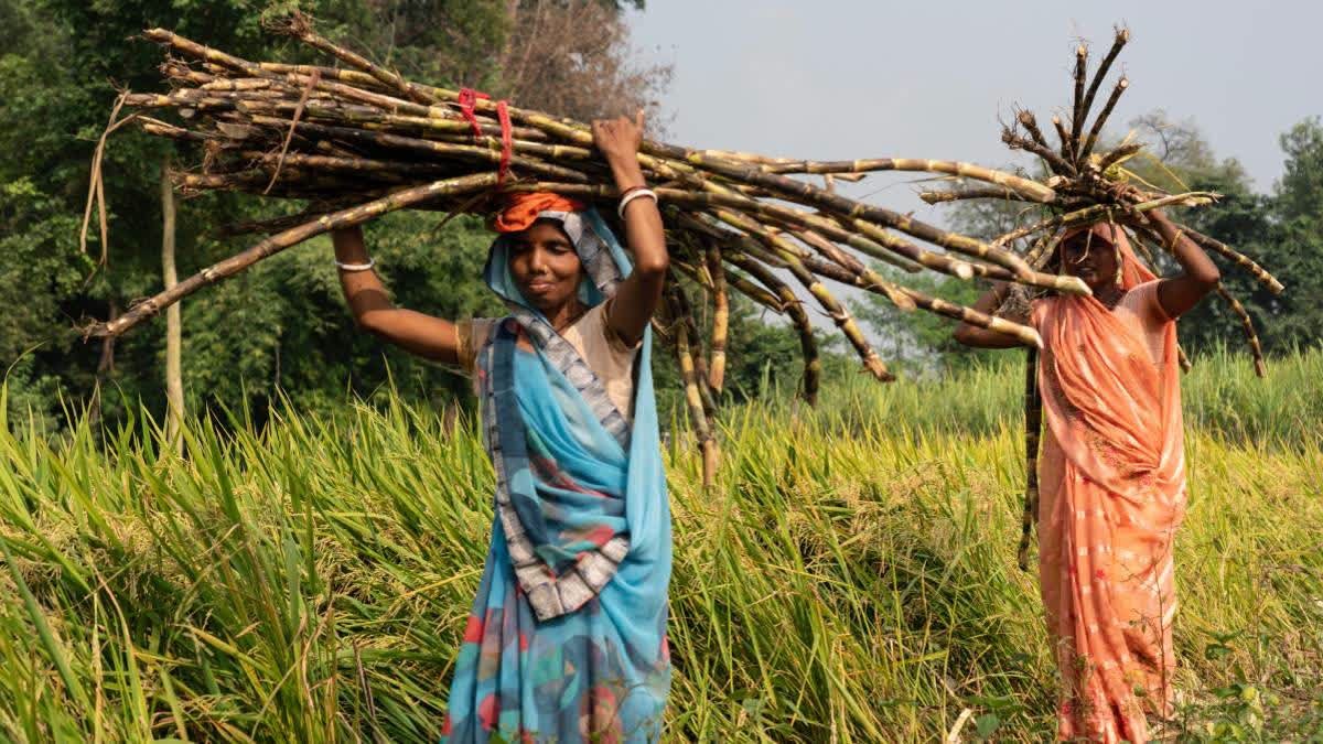 गन्ने के किसानों की मांगों की जांच के लिए रमेश चंद की अध्यक्षता में समिति गठित