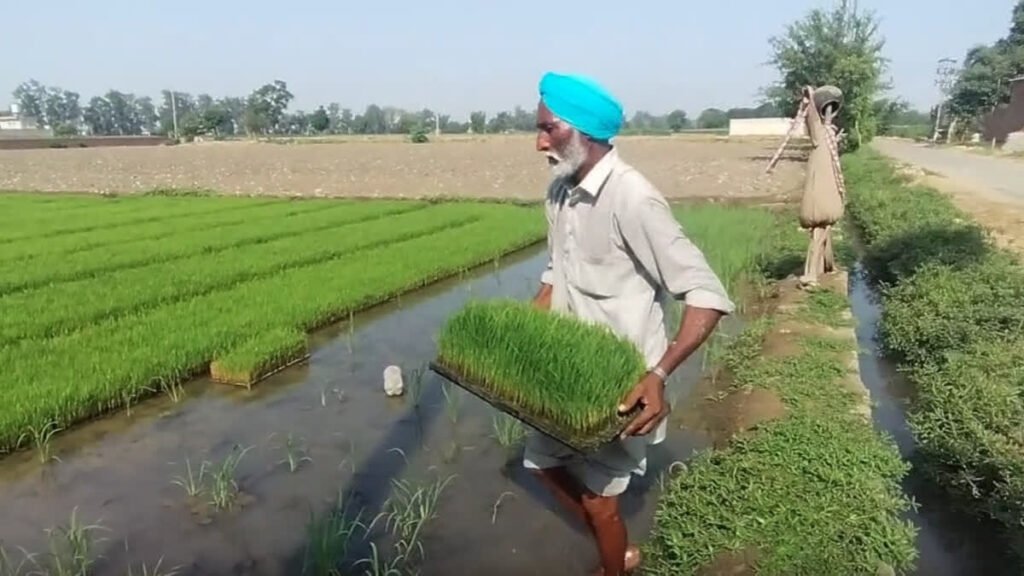 गेहूं के न्यूनतम समर्थन मूल्य में मामूली बढ़ोतरी पर किसानों में असंतोष, महंगाई और लागत के आंकड़े सार्वजनिक करने की मांग