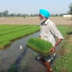 गेहूं के न्यूनतम समर्थन मूल्य में मामूली बढ़ोतरी पर किसानों में असंतोष, महंगाई और लागत के आंकड़े सार्वजनिक करने की मांग
