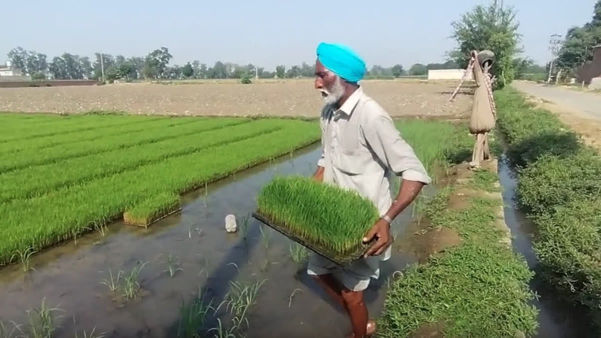 गेहूं के न्यूनतम समर्थन मूल्य में मामूली बढ़ोतरी पर किसानों में असंतोष, महंगाई और लागत के आंकड़े सार्वजनिक करने की मांग