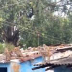 छत्तीसगढ़ के मनेंद्रगढ़-चिरमिरी-भरतपुर में जंगली बंदरों का आतंक, स्थानीय लोग परेशान