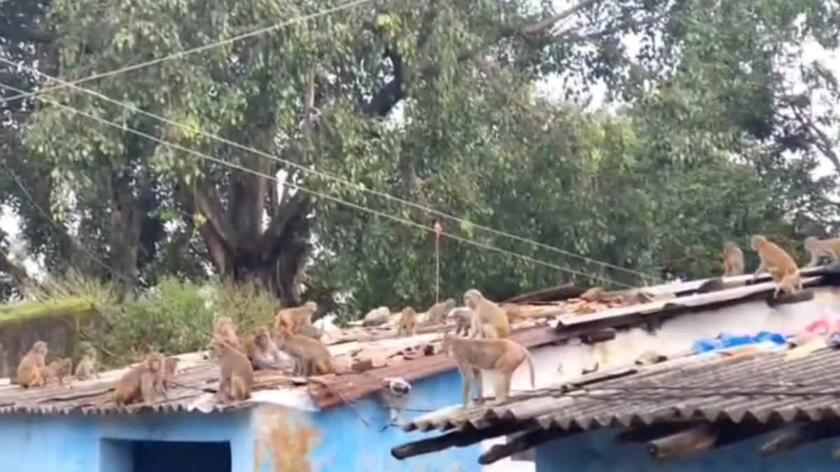 छत्तीसगढ़ के मनेंद्रगढ़-चिरमिरी-भरतपुर में जंगली बंदरों का आतंक, स्थानीय लोग परेशान