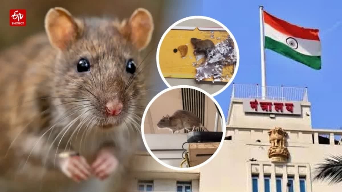 मुंबई के मंत्रालय में तीन दिन की मशक्कत के बाद पकड़ा गया चूहा